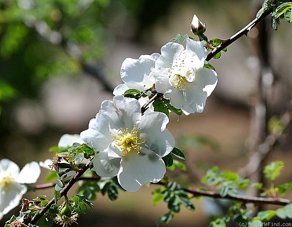 'R. sericea pteracantha' rose, click to enlarge 'R. sericea pteracantha' rose photo