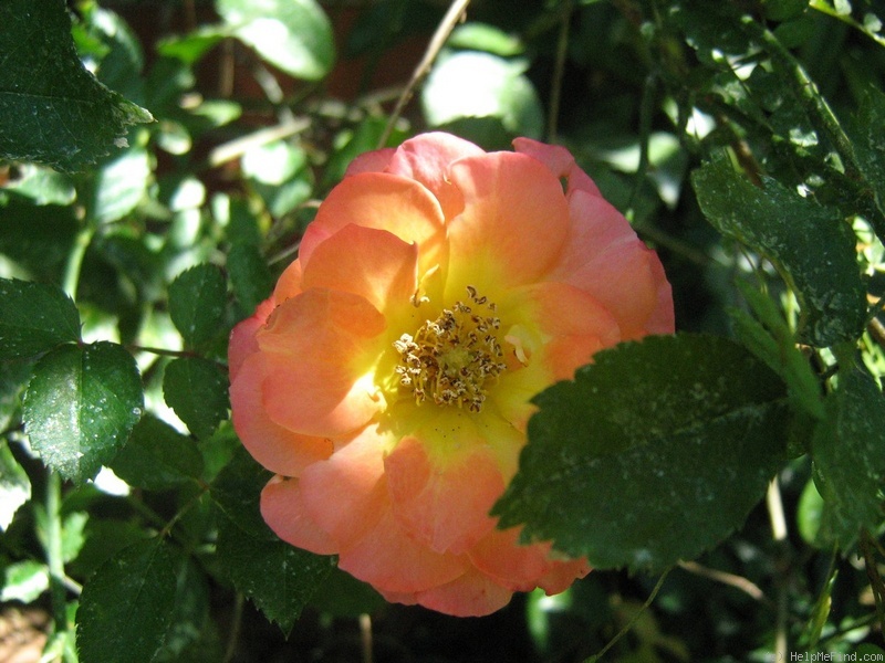 'Rainbow's End ™' rose photo