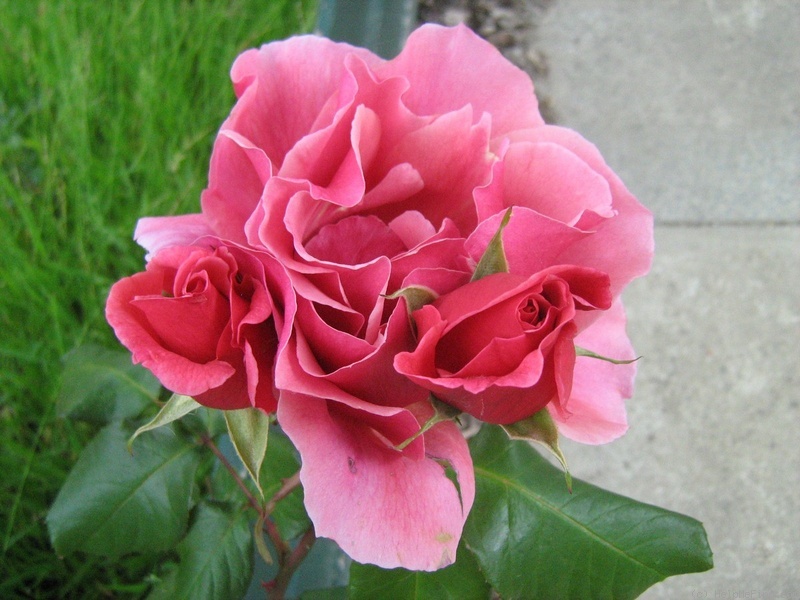 'Duet (hybrid tea, Swim, 1960)' rose photo