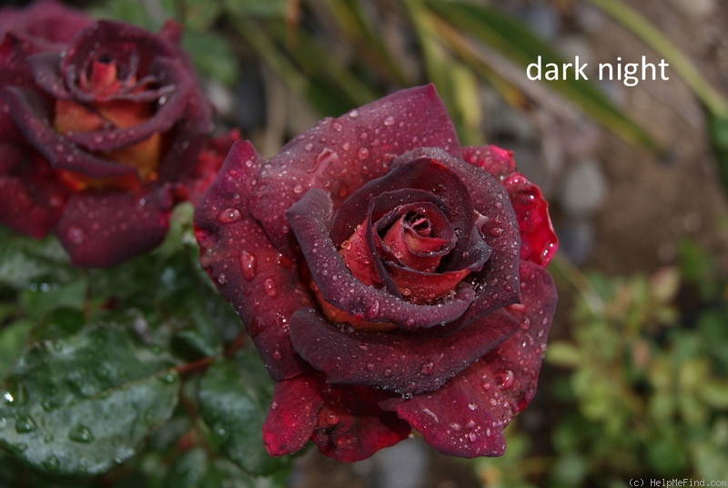 'Dark Night (hybrid tea, Meilland before 2008)' rose photo
