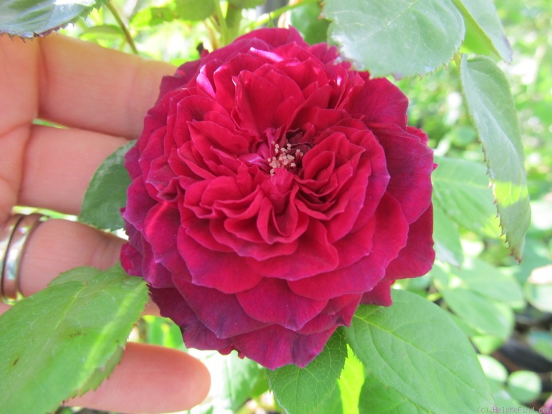 'Arthur de Sansal' rose photo