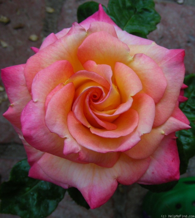 'Peachy Cheeks ™ (floribunda, Martin 2006)' rose photo