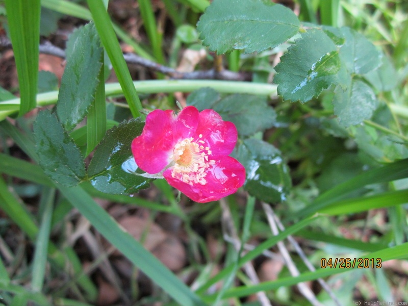 'R. pinetorum' rose photo