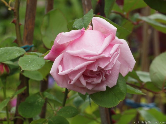 'Caroline Testout' rose photo