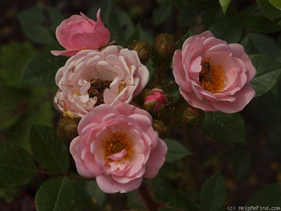 'Dresden Doll' rose photo