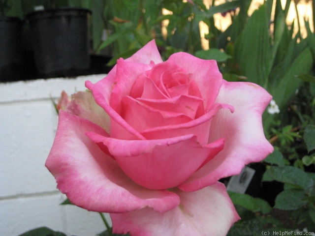 'Table Mountain' rose photo