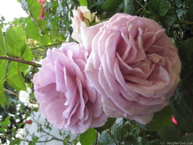 'Enchanted Evening ™' rose photo