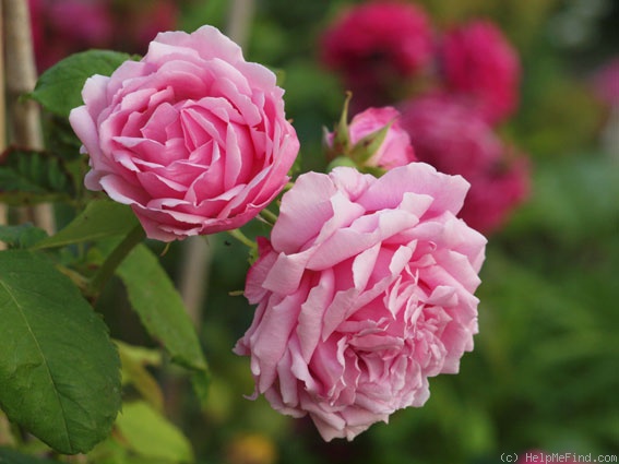 'Tolstoi' rose, click to enlarge 'Tolstoi' rose photo
