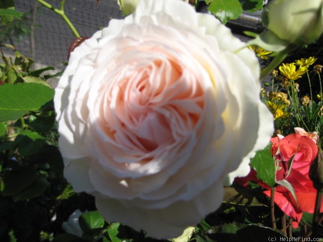 'White Eden ™' rose photo