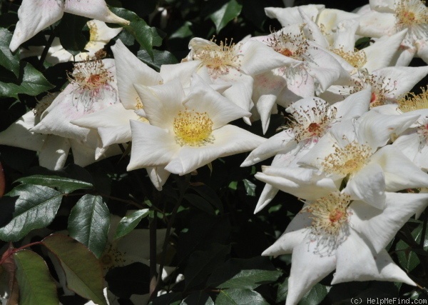 'R. gigantea' rose photo