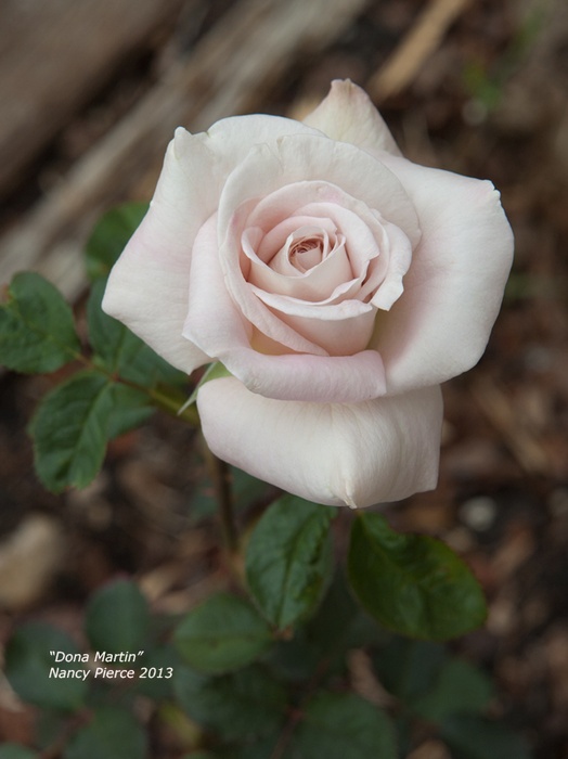 'Dona Martin' rose photo