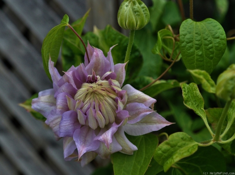 'Belle of Woking' clematis photo