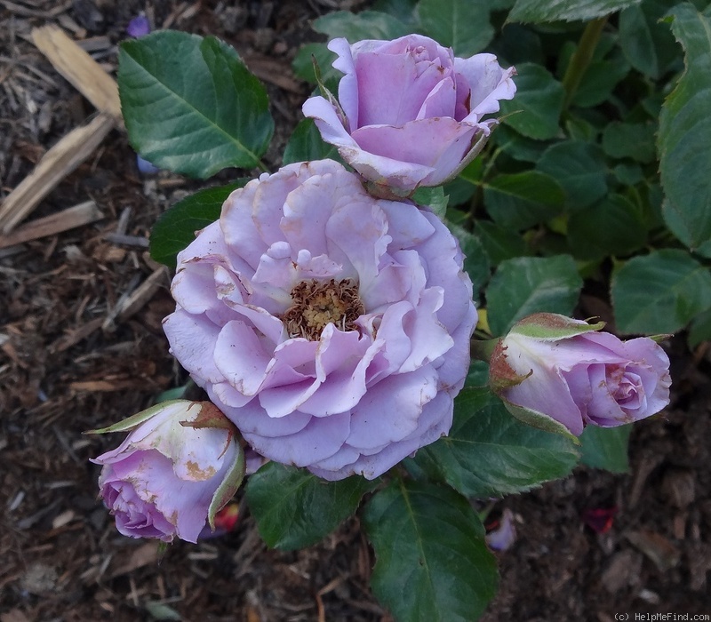 'Fragrant Lavendar' rose photo