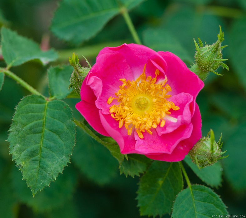 'Mechtilde von Neuerburg' rose photo