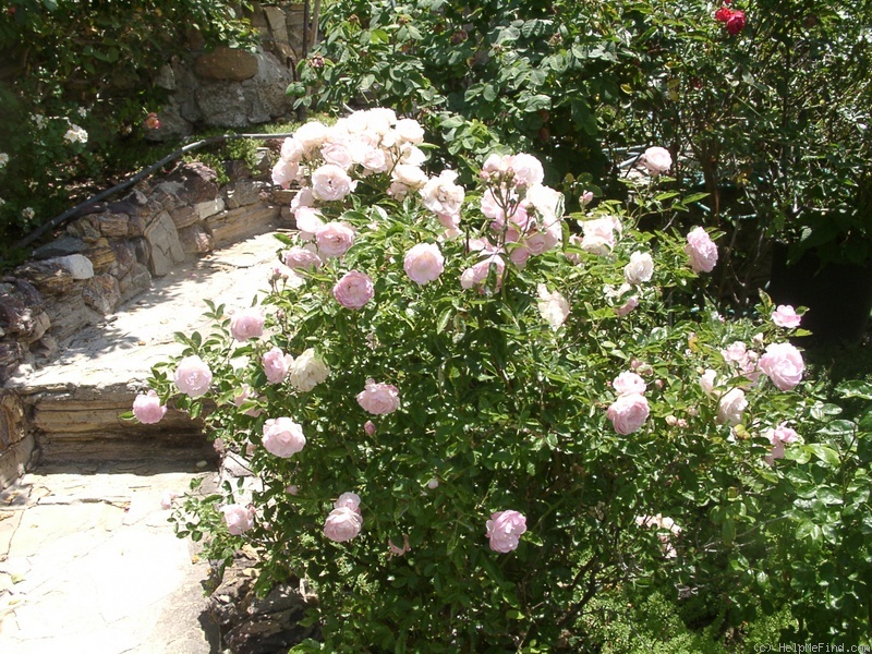 'Mrs. William G. Koning' rose photo
