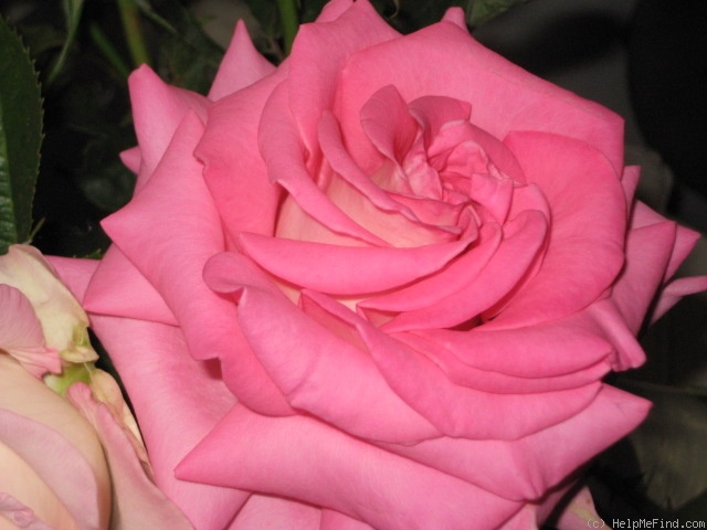 'Louise Estes' rose photo