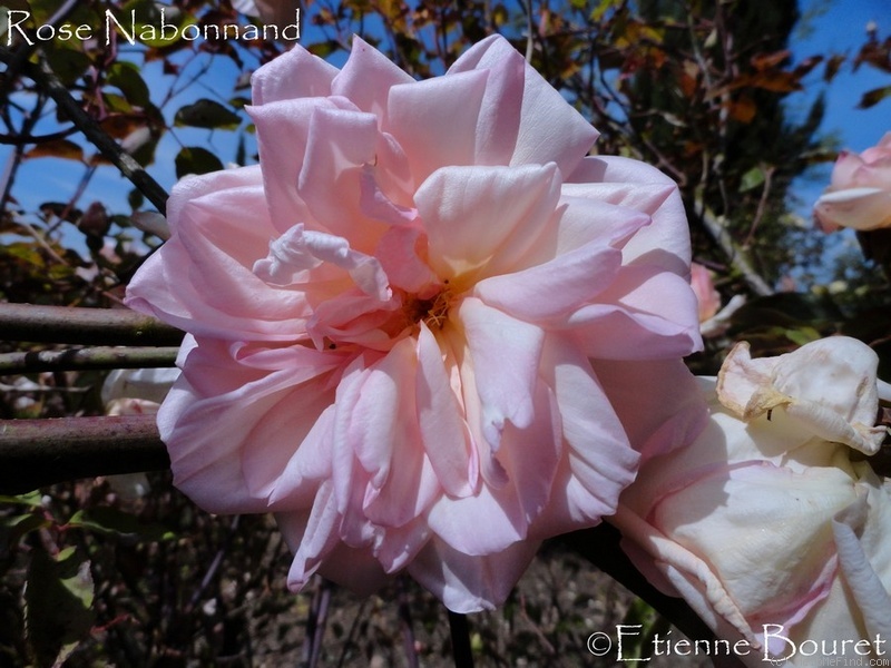 'Rose Nabonnand' rose photo