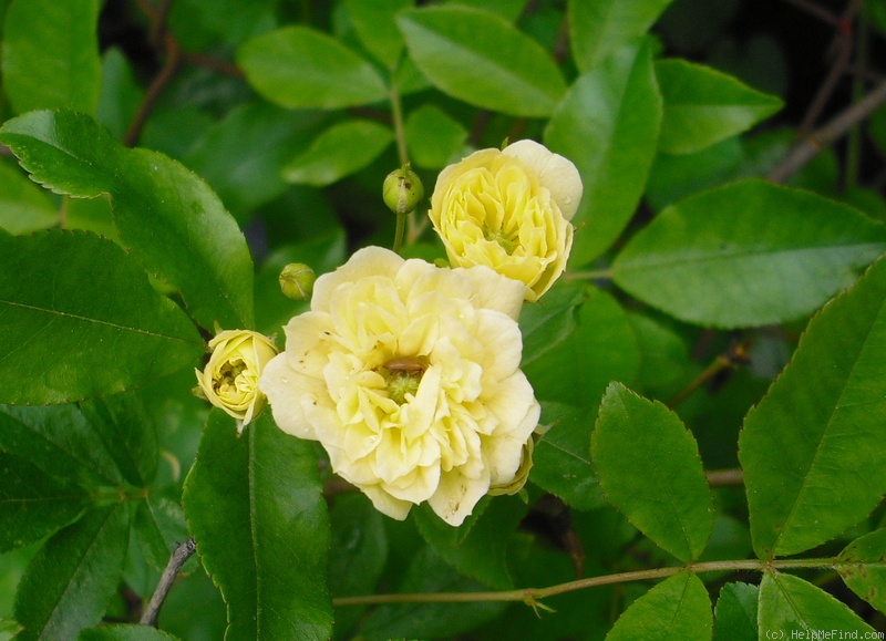 'Lutea (banksiae)' rose photo