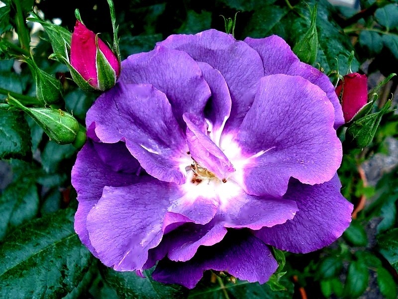'Rhapsody in Blue ™' rose photo