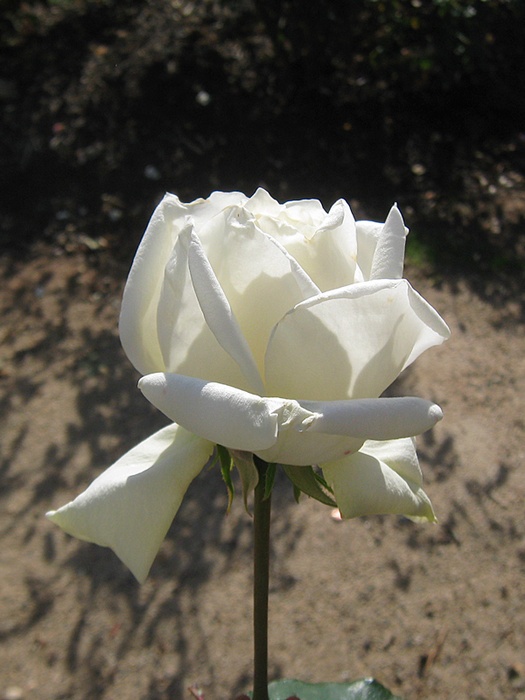'Kaiserin Auguste Viktoria' rose photo