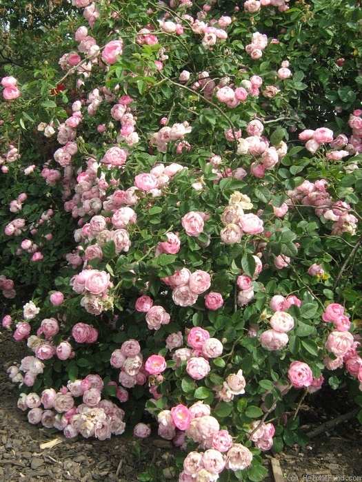 'Raubritter (Shrub, Kordes, 1936)' rose photo