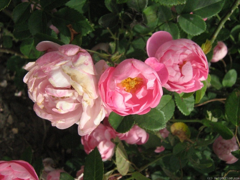 'Raubritter (Shrub, Kordes, 1936)' rose photo