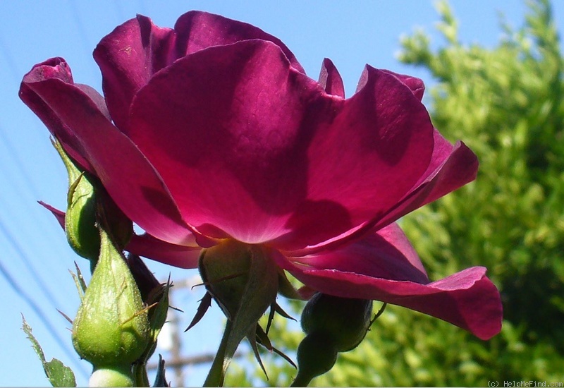 'Night Owl ™' rose photo