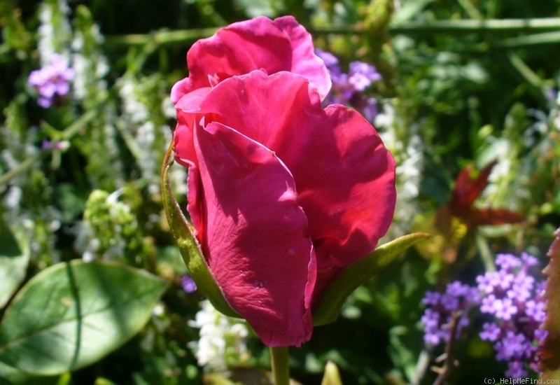 'Intrepid Red' rose photo