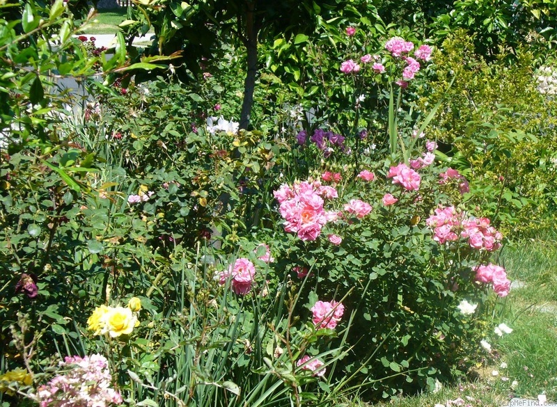 'Melrose (floribunda, RVS 1985)' rose photo