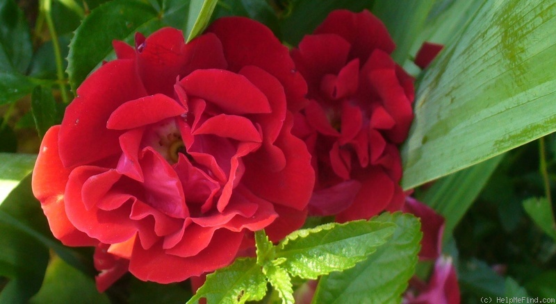 'Red Ribbons ®' rose photo