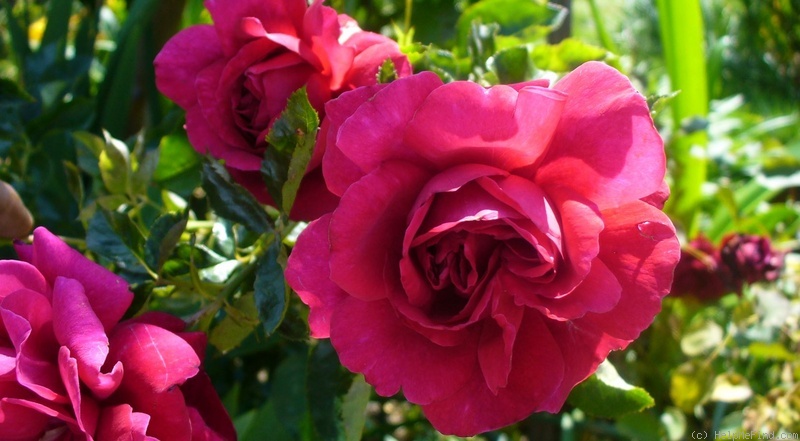 'Courageous ™' rose photo