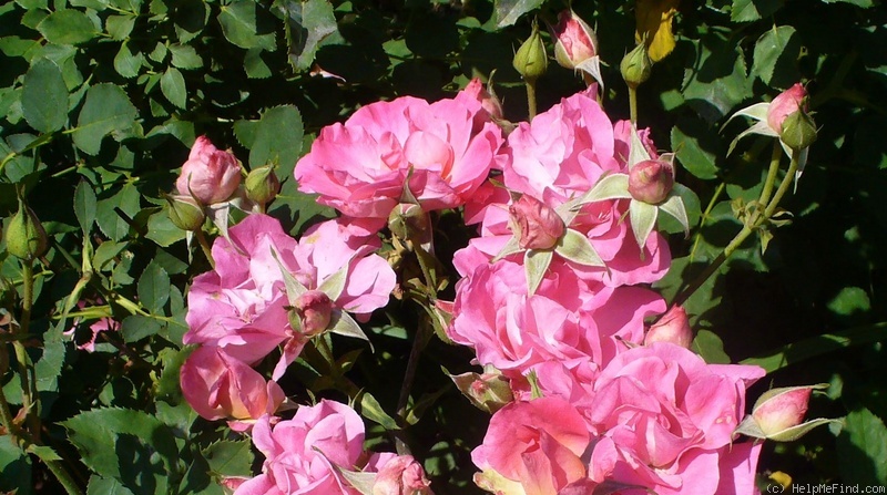 'Melrose (floribunda, RVS 1985)' rose photo