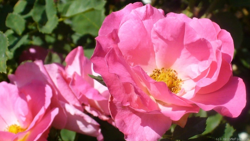 'Melrose (floribunda, RVS 1985)' rose, click to enlarge 'Melrose (floribunda, RVS 1985)' rose photo