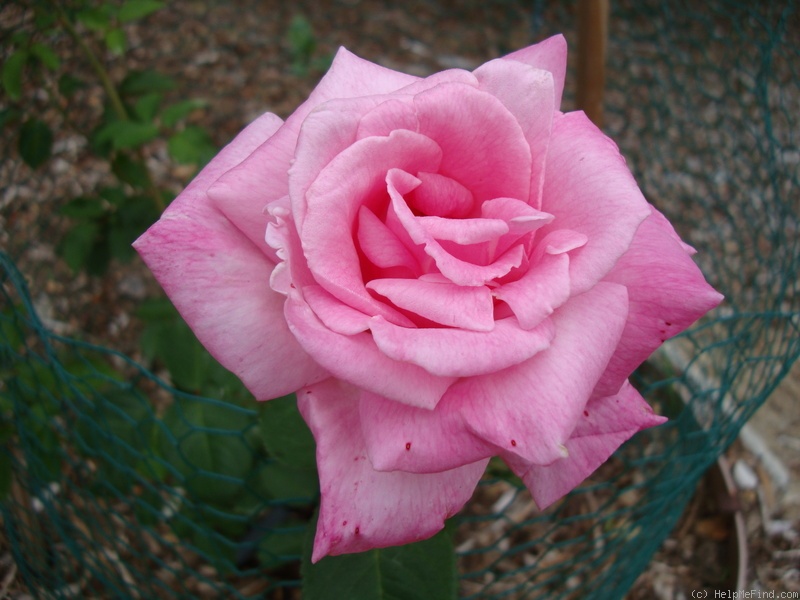 'Precious' rose photo