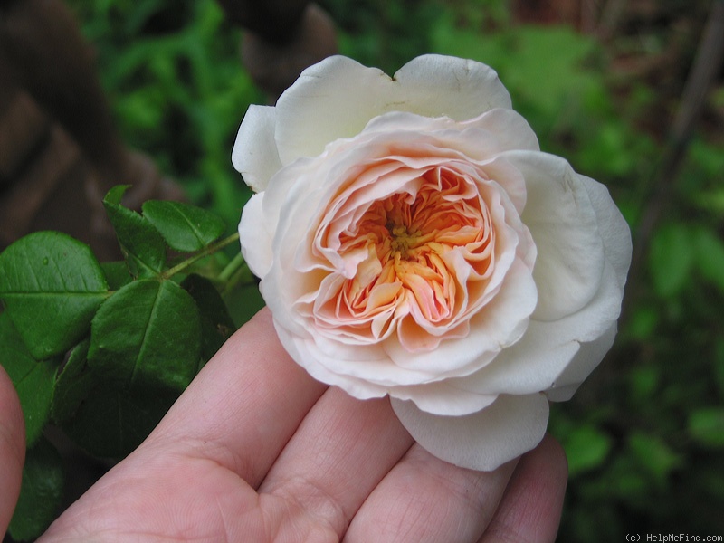 'Marianne (gallica, Barden 2001)' rose photo