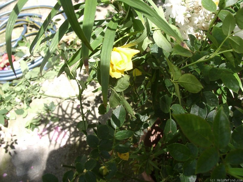 'Summer Splash ™ (mini-flora, Chaffin 2001)' rose photo
