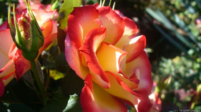 'Betty Boop ™ (Floribunda, Carruth, 1999)' rose photo