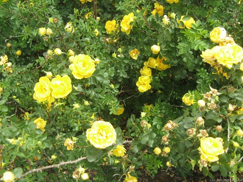 'R. foetida persiana' rose photo