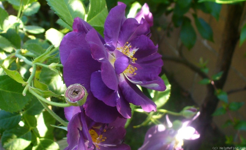 'Rhapsody in Blue ™' rose photo
