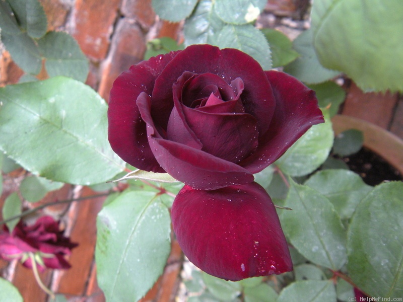 'Louis XIV (china, Guillot, 1859)' rose photo