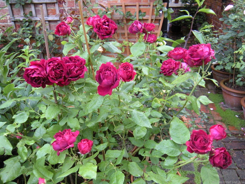 'Eugène Fürst' rose photo