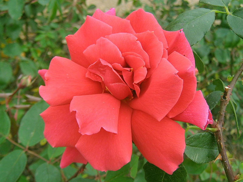 'Grande Duchesse Charlotte' rose photo