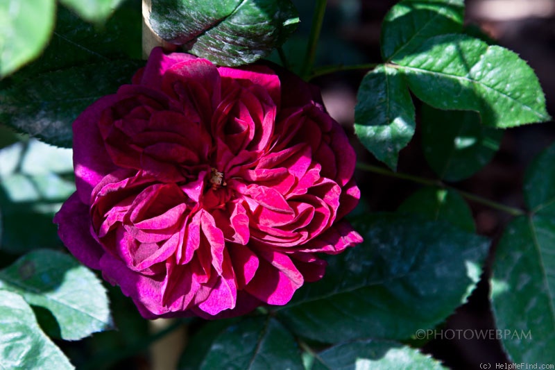 'Monferrato' rose photo