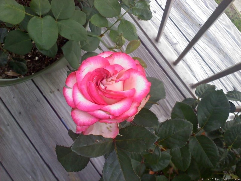 'N-Joy' rose photo