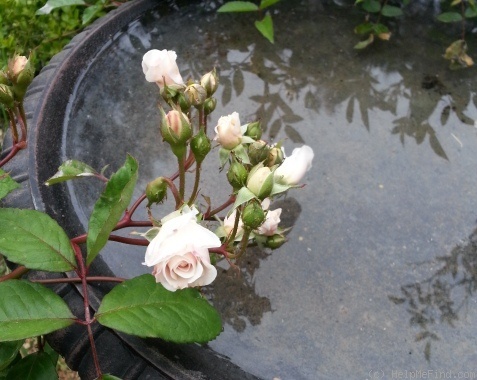 'Bubble Bath' rose photo