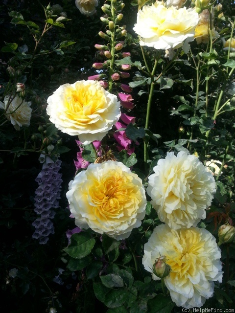 'Molineux' rose photo