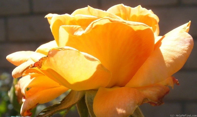 'Arizona (grandiflora, Swim & Weeks, 1973)' rose photo