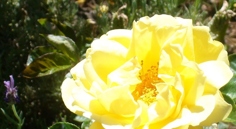 'Michelangelo ® (hybrid tea, Meilland before 1997)' rose photo