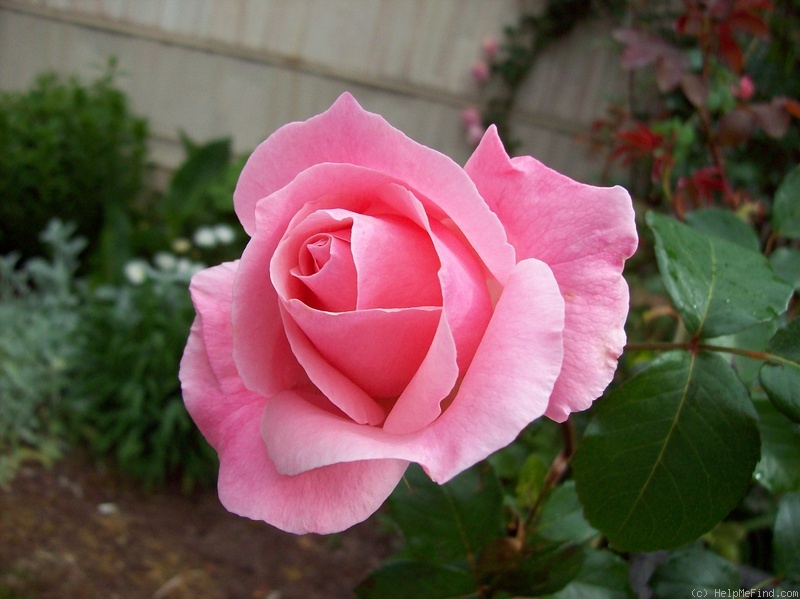 'Queen Elizabeth, Cl.' rose photo