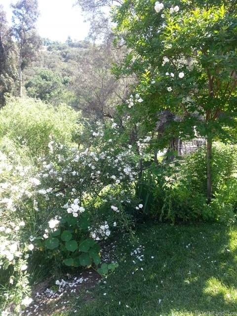 'The Charlestonian' rose photo